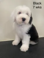 Snoopy- Black , a male Old English Sheepdog for sale in Tulsa, OK – Photo 2 of 10