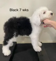 Snoopy- Black , a male Old English Sheepdog for sale in Tulsa, OK – Photo 4 of 10