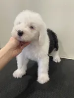 processed/4534d152-f132-4338-903a-4d71b9d8a862/listing/f8d01a61-f074-4d4e-8ede-a46ceb955f08/2c0115e4-ac68-49e5-a6eb-ae0f93cf7cba