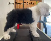 Prince- Lime Green, a male Old English Sheepdog for sale in Tulsa, OK – Photo 3 of 10