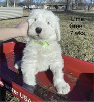 Prince- Lime Green, a male Old English Sheepdog for sale in Tulsa, OK – Photo 6 of 10