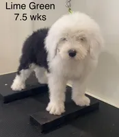 Prince- Lime Green, a male Old English Sheepdog for sale in Tulsa, OK – Photo 1 of 10