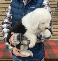 Prince- Lime Green, a male Old English Sheepdog for sale in Tulsa, OK – Photo 7 of 10