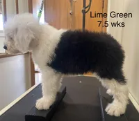Prince- Lime Green, a male Old English Sheepdog for sale in Tulsa, OK – Photo 2 of 10