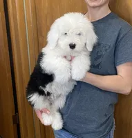 Prince- Lime Green, a male Old English Sheepdog for sale in Tulsa, OK – Photo 4 of 10