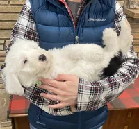 Prince- Lime Green, a male Old English Sheepdog for sale in Tulsa, OK – Photo 8 of 10