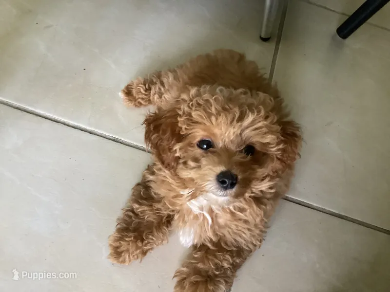 Sophia – Shihpoo puppy for sale in Pompano Beach, FL