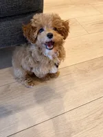 Sophia, a female Shihpoo for sale in Pompano Beach, FL – 2 of 4