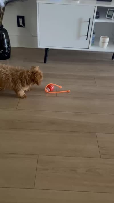 Sophia, a female Shihpoo for sale in Pompano Beach, FL – 3 of 4
