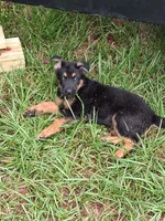 Mauve, a female German Shepherd Dog for sale in Bushnell, FL – 3 of 4