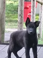 Black, a male German Shepherd Dog for sale in Bushnell, FL – 3 of 5