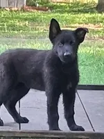 Black, a male German Shepherd Dog for sale in Bushnell, FL – 4 of 5