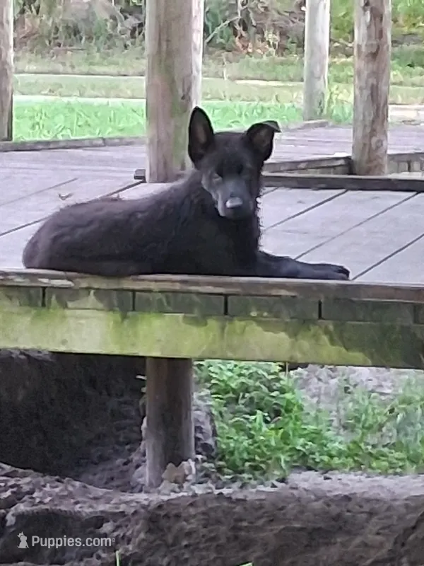 Black – German Shepherd Dog puppy for sale in Bushnell, FL