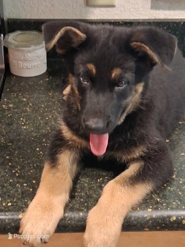 Green – German Shepherd Dog puppy for sale in Bushnell, FL