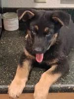 Green, a female German Shepherd Dog for sale in Bushnell, FL – 1 of 4