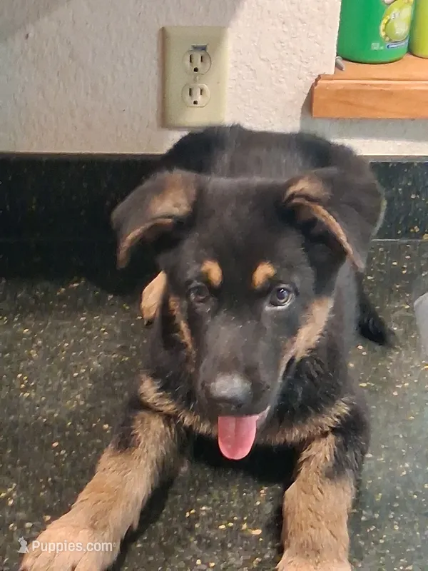 Mauve – German Shepherd Dog puppy for sale in Bushnell, FL