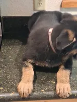 Mauve, a female German Shepherd Dog for sale in Bushnell, FL – 2 of 4