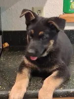 Green, a female German Shepherd Dog for sale in Bushnell, FL – 2 of 4