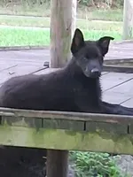 Black, a male German Shepherd Dog for sale in Bushnell, FL – 2 of 5