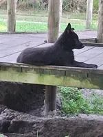 Black, a male German Shepherd Dog for sale in Bushnell, FL – 5 of 5