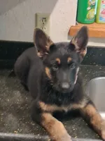 Pink, a female German Shepherd Dog for sale in Bushnell, FL – 1 of 4