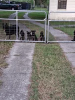Pink, a female German Shepherd Dog for sale in Bushnell, FL – 4 of 4