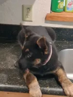 Pink, a female German Shepherd Dog for sale in Bushnell, FL – 3 of 4