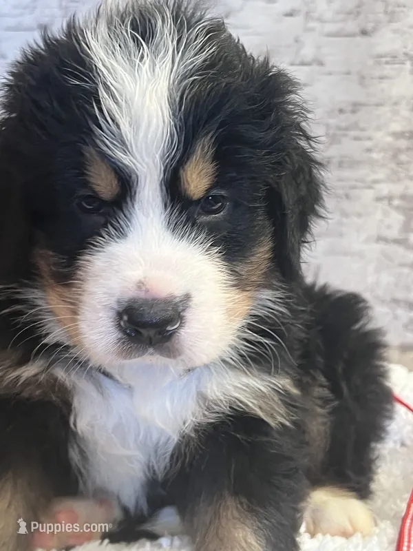 Mr Red – Bernese Mountain Dog puppy for sale in Muscatine, IA