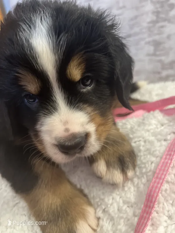 Miss Pink – Bernese Mountain Dog puppy for sale in Muscatine, IA