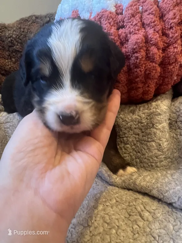 Miss Pink – Bernese Mountain Dog puppy for sale in Muscatine, IA