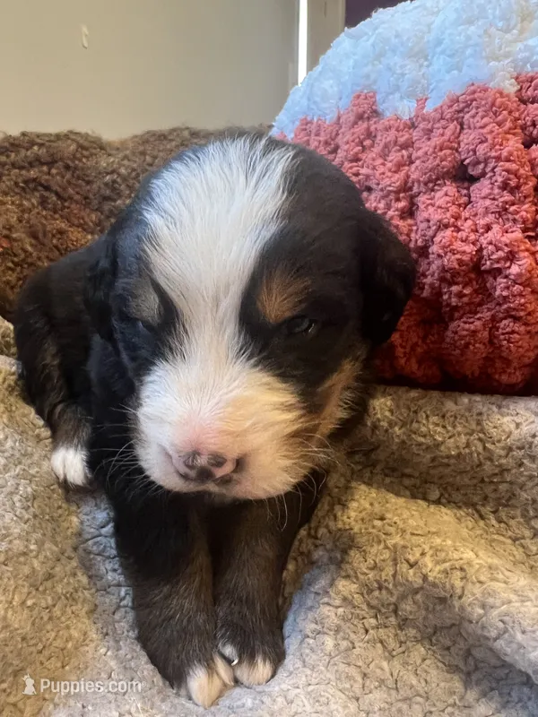 Mr Yellow – Bernese Mountain Dog puppy for sale in Muscatine, IA