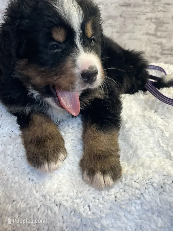 Miss Purple – Bernese Mountain Dog puppy for sale in Muscatine, IA