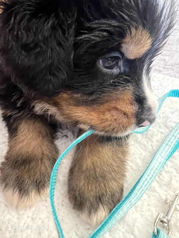 Mr Turquoise – Bernese Mountain Dog puppy for sale in Muscatine, IA