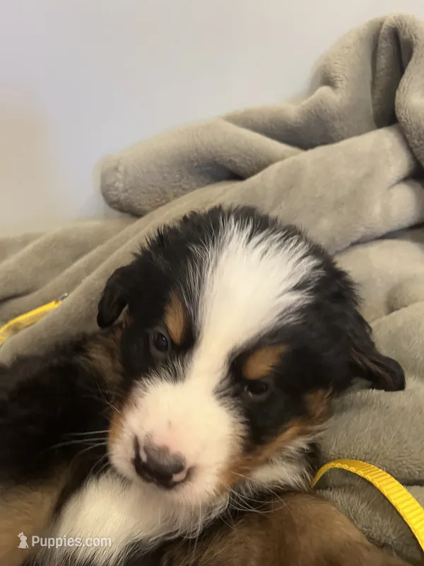 Mr Yellow – Bernese Mountain Dog puppy for sale in Muscatine, IA