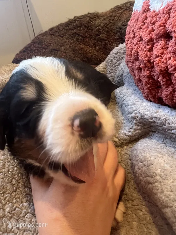 Mr Red – Bernese Mountain Dog puppy for sale in Muscatine, IA
