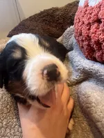 Mr Red, a male Bernese Mountain Dog for sale in Muscatine, IA – 1 of 1