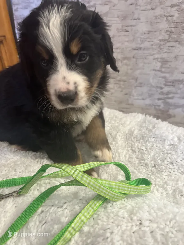 Miss Lime – Bernese Mountain Dog puppy for sale in Muscatine, IA