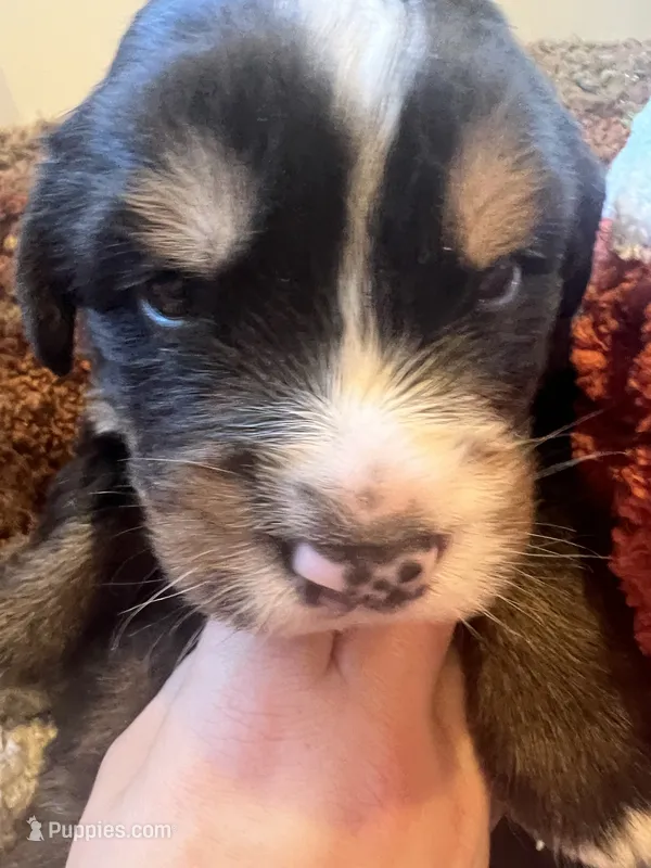 Mr Turquoise – Bernese Mountain Dog puppy for sale in Muscatine, IA