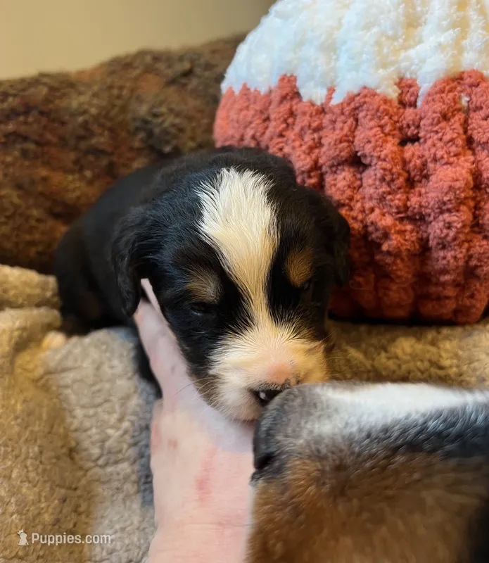 Mr Blue – Bernese Mountain Dog puppy for sale in Muscatine, IA