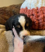 Mr Blue, a male Bernese Mountain Dog for sale in Muscatine, IA – 1 of 1