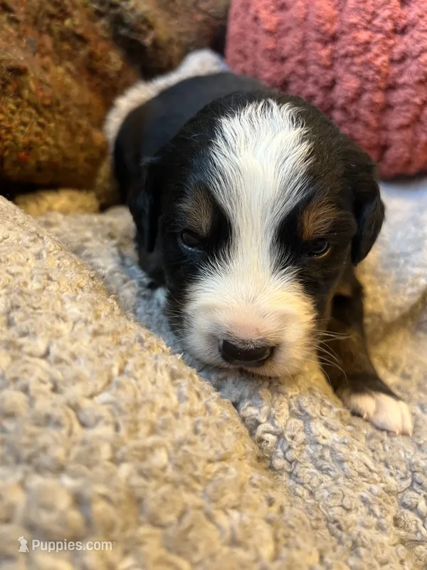 Miss Lime – Bernese Mountain Dog puppy for sale in Muscatine, IA