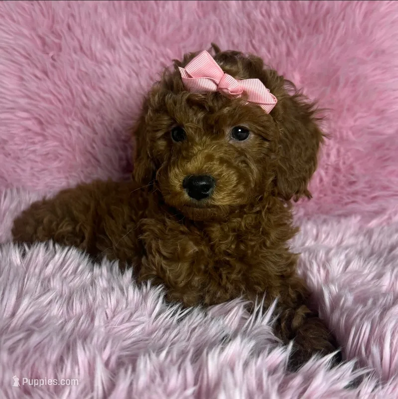 RUBY – Poodle - Toy , Poodle - Miniature  puppy for sale in San Francisco, CA