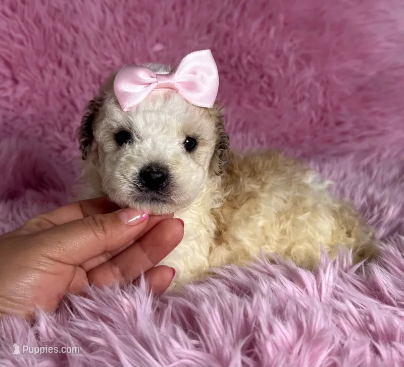 DAISY, a female Maltipoo for sale in San Francisco, CA – 1 of 1