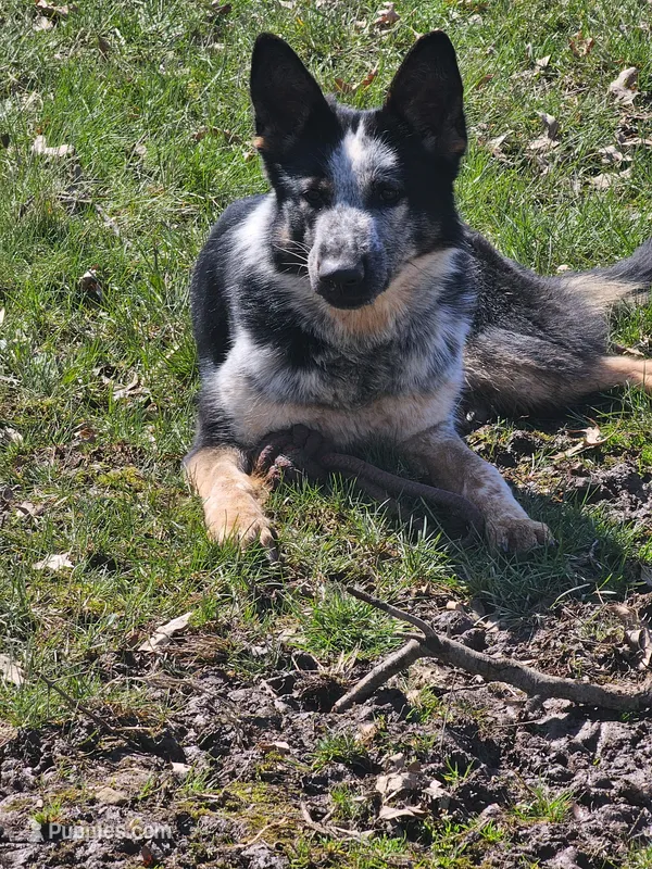 Pandora – German Shepherd Dog puppy for sale in Euclid, OH