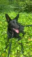 Pandora, a  German Shepherd Dog for sale in Euclid, OH – 9 of 10