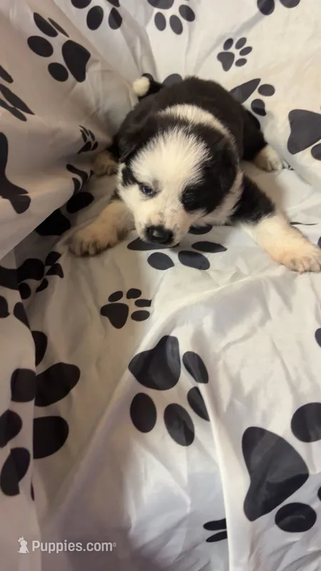 SpongeBob – German Shepherd Dog puppy for sale in Euclid, OH