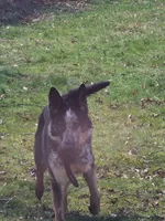 Pandora, a  German Shepherd Dog for sale in Euclid, OH – 2 of 10