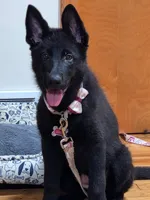 Queen , a female German Shepherd Dog for sale in Euclid, OH – Photo 5 of 7