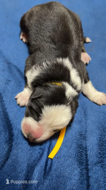 SpongeBob – German Shepherd Dog puppy for sale in Euclid, OH