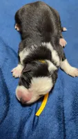 SpongeBob, a male German Shepherd Dog for sale in Euclid, OH – 1 of 4